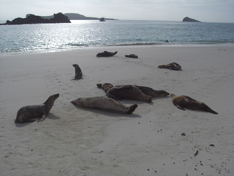 Española, island, galápagos, archipelago, sea, lions